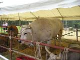 FieraBestiane (59)